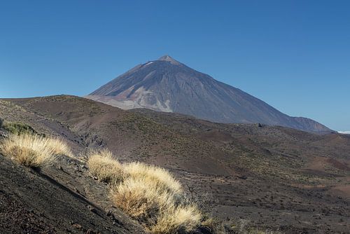 Gouden bloesems en eeuwige bergtoppen - een herfstdroom onder de Teide