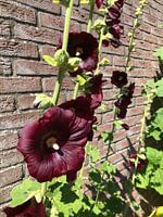 Hollyhock dark