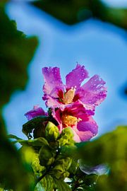 A glimpse through the leaves by Tije Mählmann
