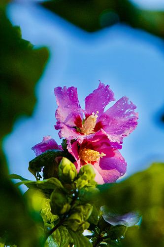 A glimpse through the leaves
