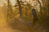 Great Grey Owl van wunderbare Erde thumbnail