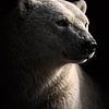 Portrait d'un ours polaire sous un éclairage tamisé – photo animalière minimaliste et puissante sur fond sombre sur Design Wall Arts