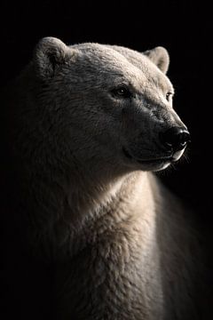 Eisbärenporträt in gedämpftem Licht – ausdrucksstarkes, minimalistisches Wildlife-Foto mit dunklem Hintergrund von Design Wall Arts