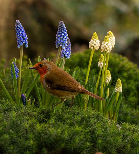 Winter trifft Frühling von Wouter Van der Zwan