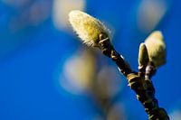 Katjesboom met blauwe lucht