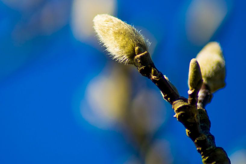 Cat tree with blue sky by Kunstdoorsuus