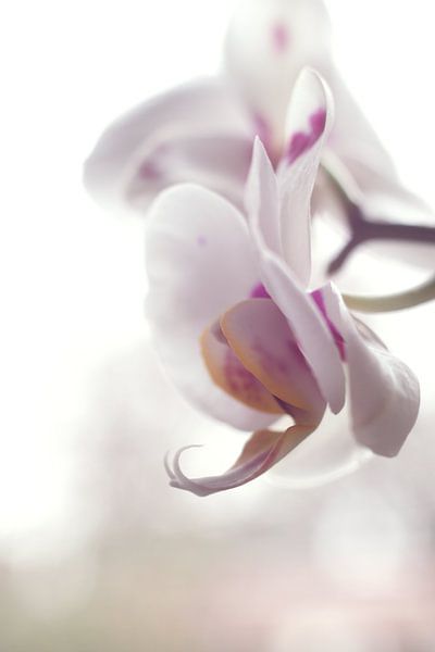 Orchidee von Sandor Ploegman-Stam