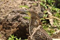 Tijger vogel Tiger Heron van Ralph van Leuveren thumbnail