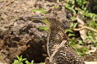 Tiger Heron