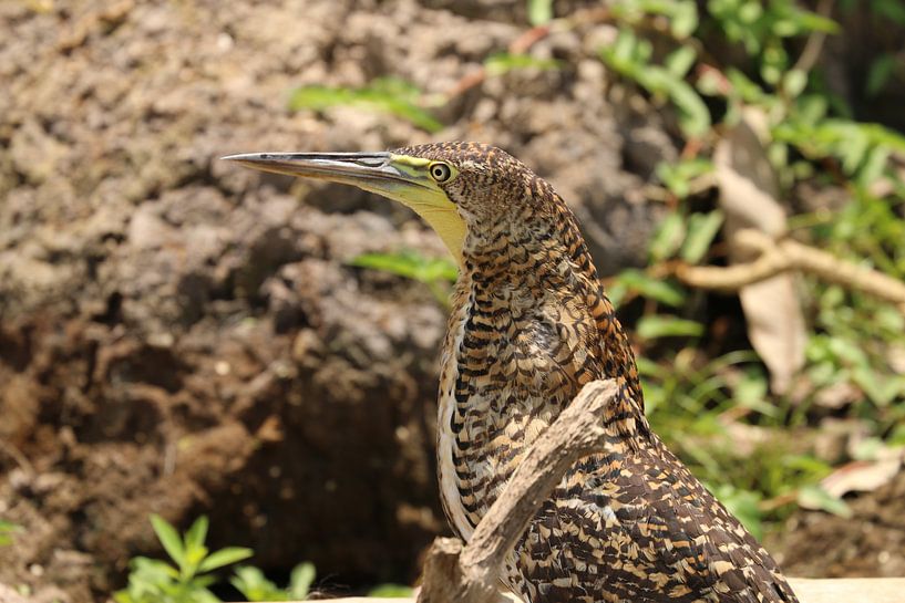 Tijger vogel Tiger Heron van Ralph van Leuveren