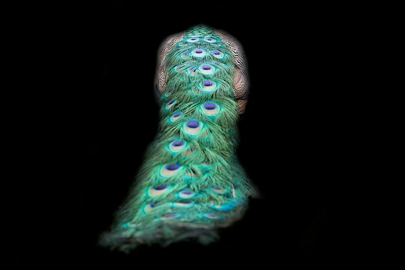 peacock bum by Kim van Beveren