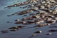sporen in het zand