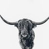 Bovins écossais des Highlands en noir et blanc sur Monodio Photography