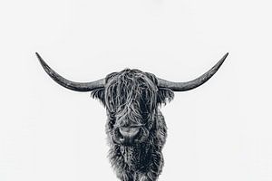Scottish Highland cattle b&w