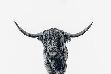 Scottish Highland cattle b&w