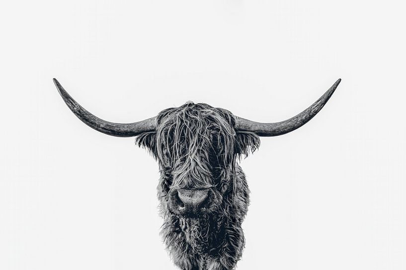 Scottish Highland cattle b&w von Monodio Photography