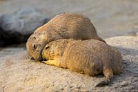 Together two prairie dogs
