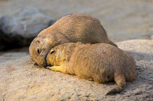 Gemeinsam zwei Präriehunde