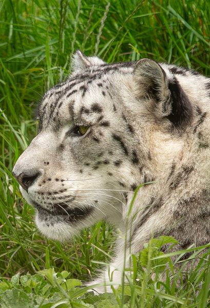 Entspannendes Porträt eines Schneeleoparden im hohen Gras. von Wildlife Designs