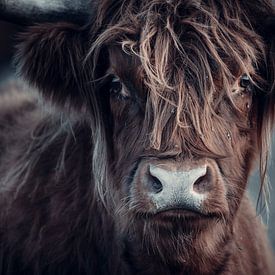 Scottish Highlander up close by Steven Dijkshoorn