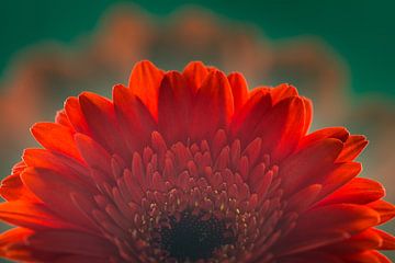Flower in bright red with dark green background by Lisette Rijkers