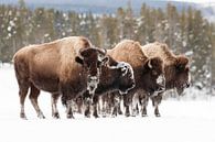 Amerikaanse bizons in sneeuw in Yellowstone nationaal park van Caroline Piek thumbnail