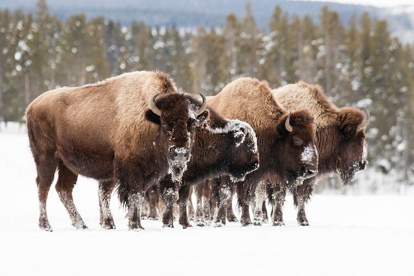 Amerikaanse bizons in sneeuw in Yellowstone nationaal park van Caroline Piek