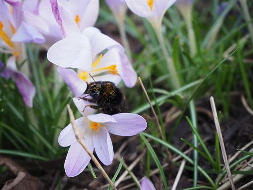 Hommel op bloem