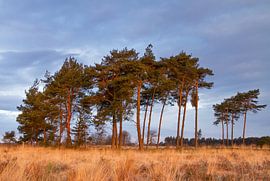 Goldene Stunde von Hetwie van der Putten