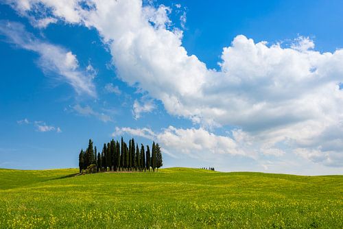 Bosje cipressen in het gras op een prachtige lentedag