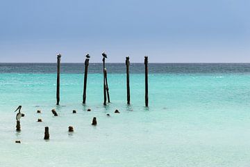 Pelikanen rusten op palen aan de kust van Druifbeach (Aruba) van eusphotography