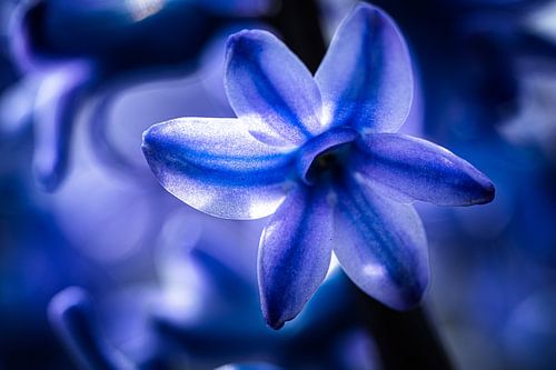 Close-up van hyacint in blauw