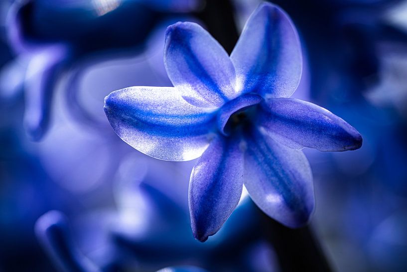 Close-up van hyacint in blauw van Fotografiecor .nl