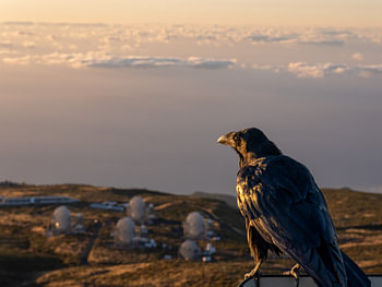 Der Wächter der Sternwarte – Rabe bei Sonnenuntergang