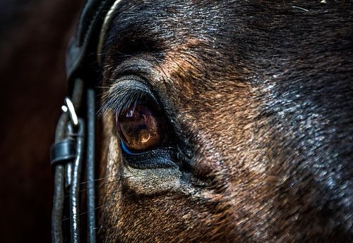 Paardenoog van Danger, een Engels Volbloed ruin