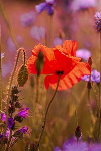 Mohnblume im Gegenlicht