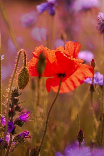 Poppy in backlight