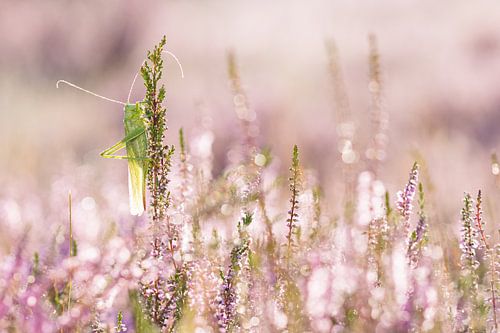 sabelsprinkhaan in de bloeiende heide