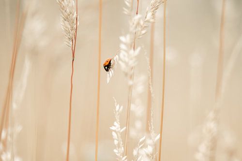Een beetje kleur in de droogte