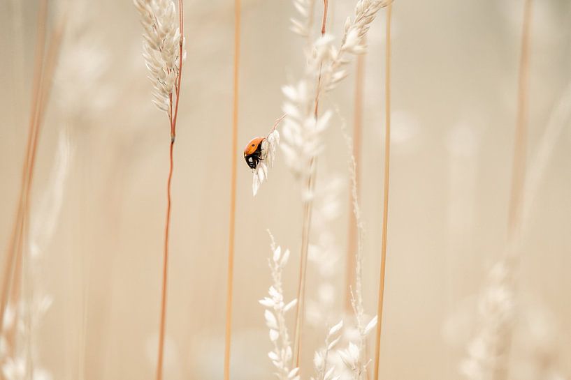 Ein bisschen Farbe in der Dürre von MdeJong Fotografie