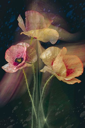 Klaproos in beweging. 3