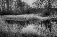Ven in het Staelduinse Bos (zwart/wit) van FotoGraaG Hanneke thumbnail
