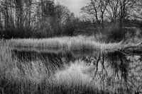 Pond in the Staelduinse forest (black/white)