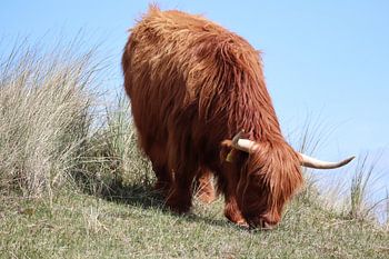 Grazende schotse hooglander