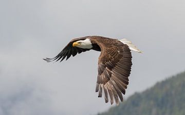 Eagle in de lucht van Jos Krynen