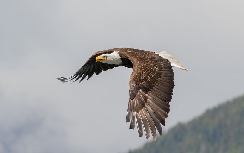 Eagle in the sky by Jos Krynen