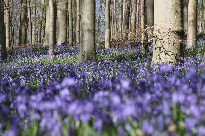 Waldanemone im Wald von Ruud Wijnands