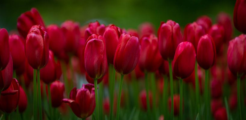 tulipes rouges au Keukenhof à Lisse. par Marja Spiering
