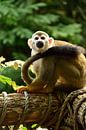 Squirrel monkey by Marcel Ethner thumbnail