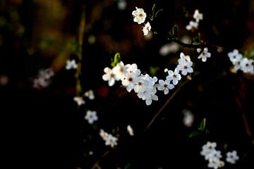 Frühlingsblüte von Marianna Pobedimova